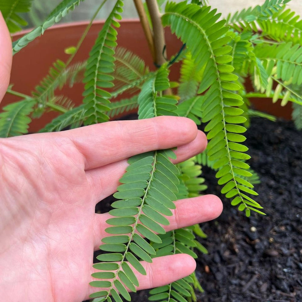 Planting our first Amla Tree! - Lakshmi Ayurveda