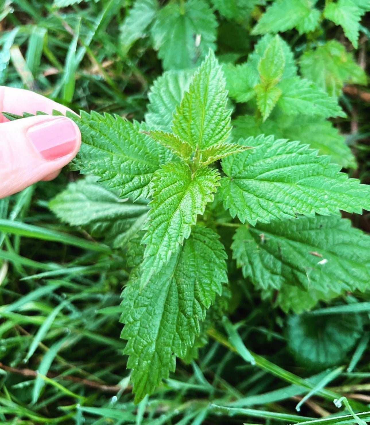 Grow Your Hair Using Nettle Herbal Infusions!