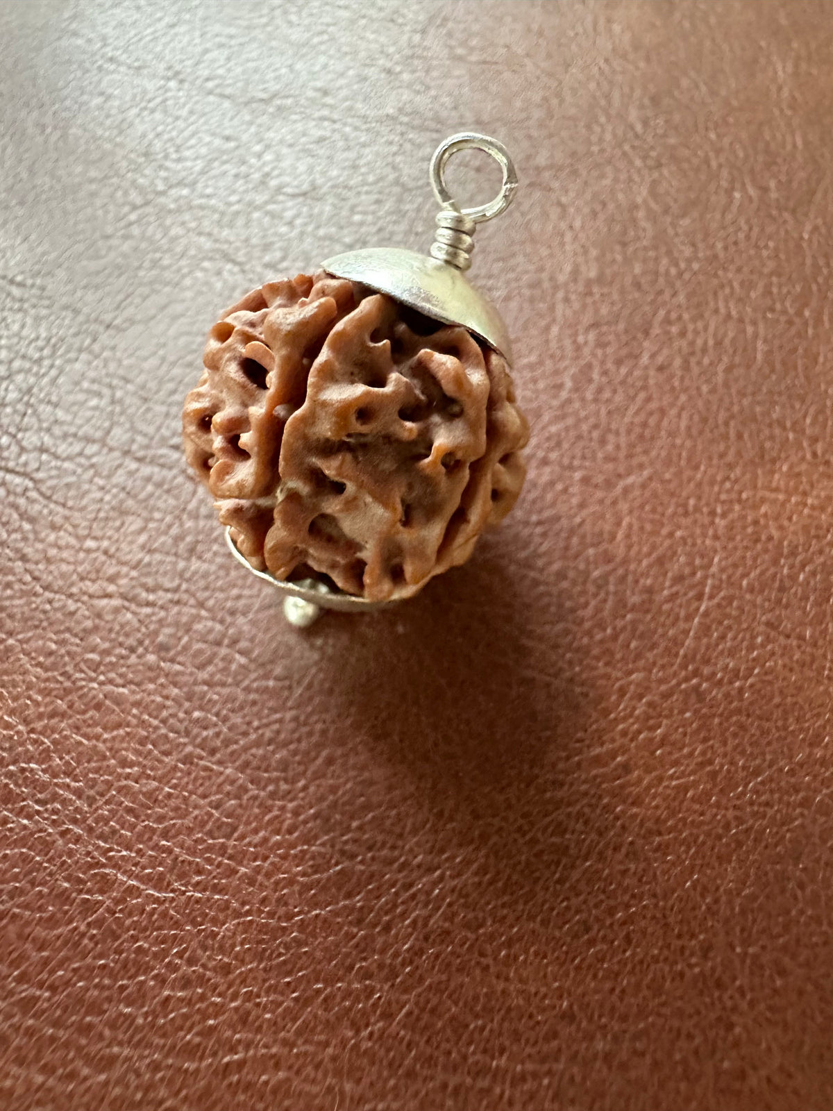 Rudraksha - 7 Mukhi